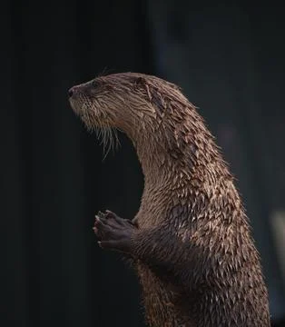 Portrait of an otter Stock Photos