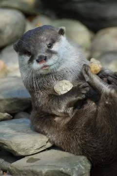 Portrait of an Otter playing with some stones Stock Photos