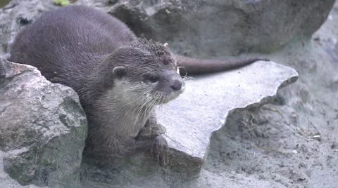 Portrait otter playing with a stone Stock Footage 66205650