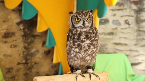 Portrait of an owl. Stock Footage 40647576