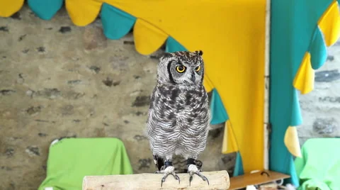 Portrait of an owl. Vídeo Stock 40647766