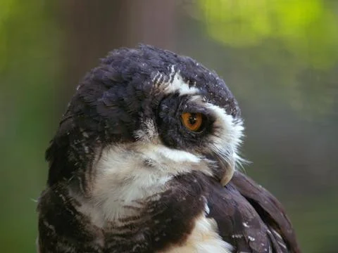 Portrait of the owl Stock Photos