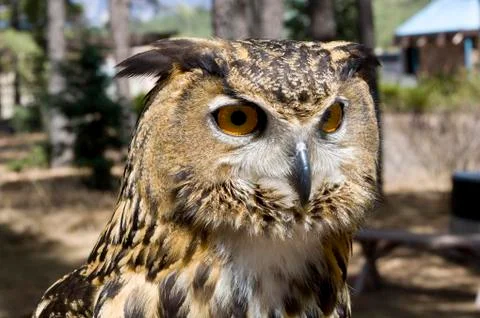 Portrait of Owl Stock Photos