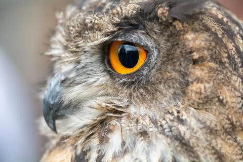 Portrait owl Stock Photos