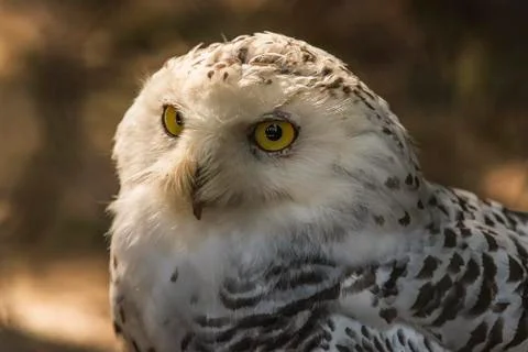 Portrait of an owl Stock Photos