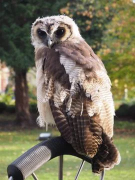 Portrait of an owl Foto stock