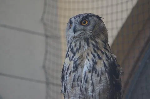 A portrait of an owl Stock Photos