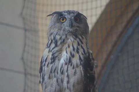 A portrait of an owl Stock Photos