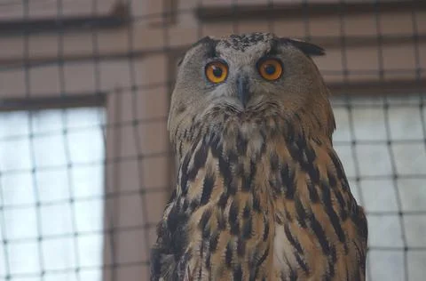 A portrait of an owl Stock Photos