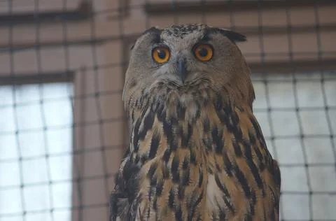 A portrait of an owl Stock Photos