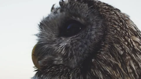 A portrait of an owl in profile that turns its head against the sky and blinks. Stock Footage 150595035