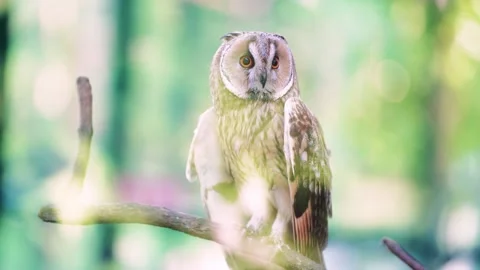 A portrait of an owl in the woods, its intense gaze cutting through the lush Stock Footage 292906910