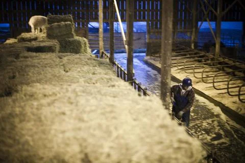 Portrait of an owner-handler of a raw milk creamery who runs the operation with Stock Photos