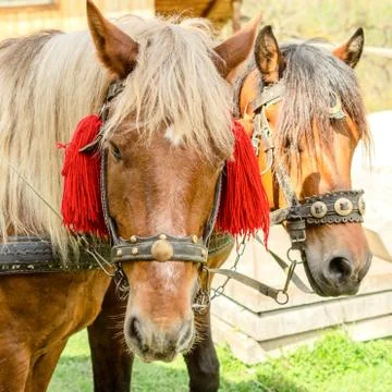 Portrait of pair of brown horses heads, in a  harness stand on the yard of fa Stock Photos