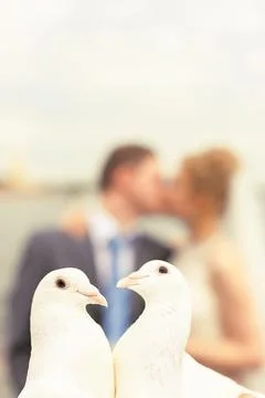 Portrait of a pair of doves on the background of a human couple of silhouette Stock Photos