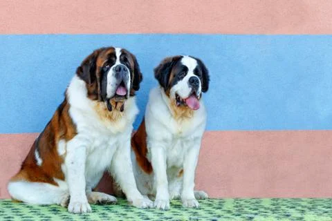 Portrait of a pair of large St. Bernards sitting nearby. Stock Photos
