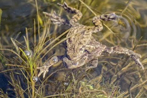 Portrait of a pair of mating Common Toad (Bufo bufo) Foto stock