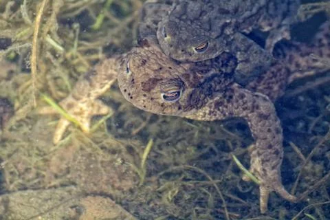 Portrait of a pair of mating Common Toad (Bufo bufo) Stock Photos