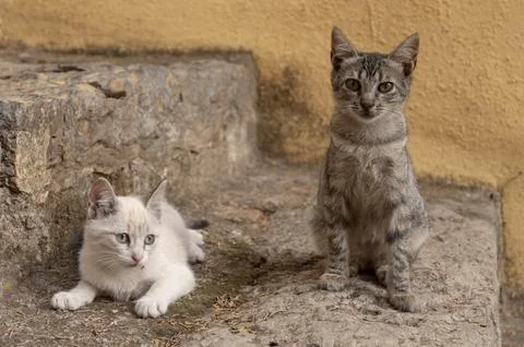 Portrait of a pair of young cats posing for the photo Stock Photos