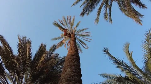 Portrait of a palm tree and twisting it 動画素材 159578660