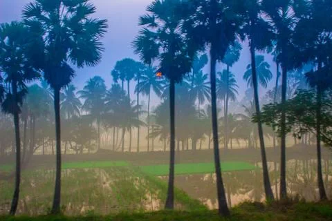 A portrait of Palm Trees and Fields Stock Photos