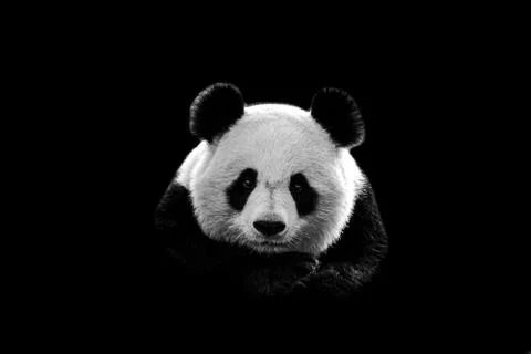 Portrait of panda with a black background Stock Photos
