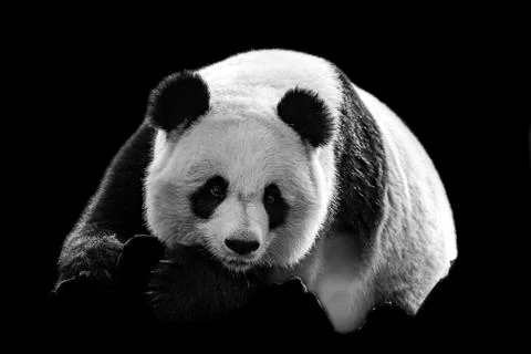 Portrait of panda with a black background Stock Photos