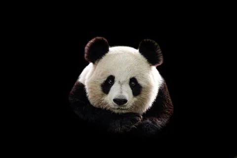 Portrait of panda with a black background Stock Photos