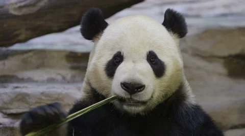 Portrait of a panda Stock Footage 45406595