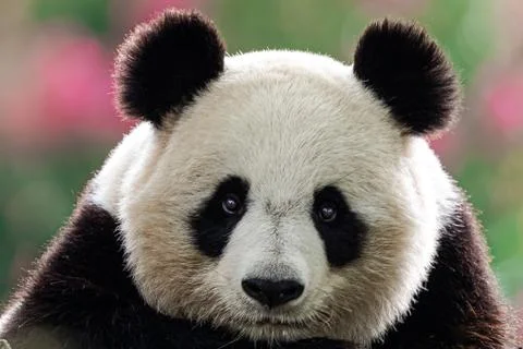 Portrait of a panda in the forest Stock Photos