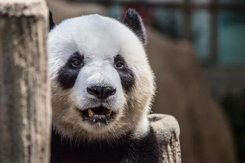 Portrait of a panda Stock Photos