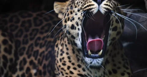 Portrait of a Panther in the forest Stock Footage 138161208