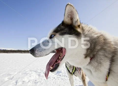 Portrait Of Panting Sled Dog, Lead Dog, Alaskan Husky, Frozen Yukon River, Yu
