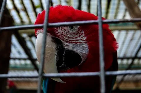 Portrait of a parrot , image taken in Hamm Zoo, north germany, europe Fotos de archivo