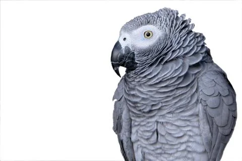 Portrait of a parrot 스톡 사진