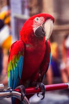 Portrait of a parrot 스톡 사진
