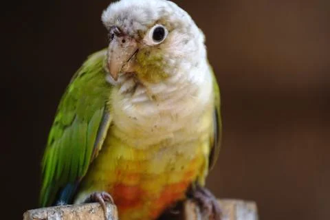 Portrait of a Parrot Stock-Fotos