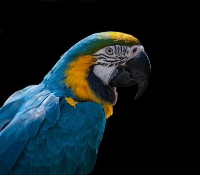 Portrait of a parrot 库存照片