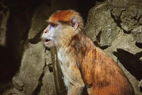 Portrait of Patas Monkey Stock Photos