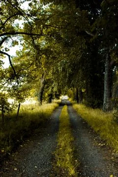 Portrait path of tree Fotos Stock