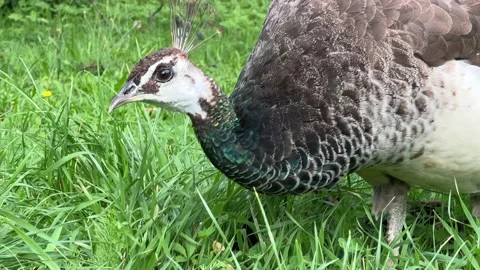 Portrait of Peacock on the grass. Macro shot of a peacock's head. 4K. Stock Footage 209140771