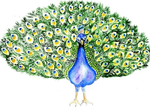 Portrait of Peacock Иллюстрация