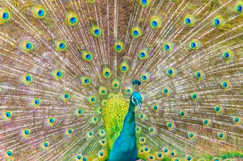 Portrait of peacock Stock Photos