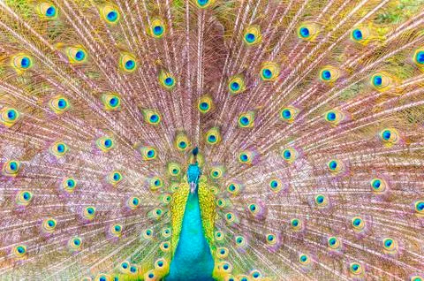 Portrait of peacock Stock Photos