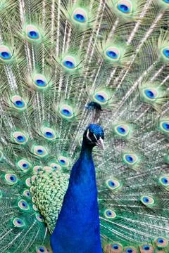 Portrait of a peacock Stock Photos