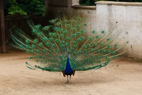 Portrait of a peacock. Stock Photos