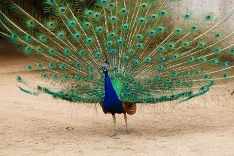 Portrait of a peacock. Stock Photos