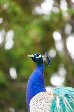Portrait of a peacock. Stock Photos