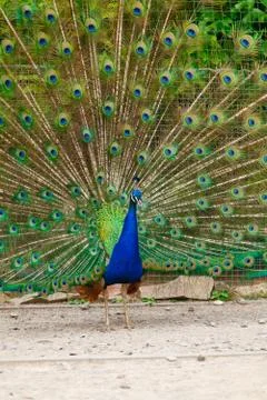 Portrait of a peacock. Foto stock