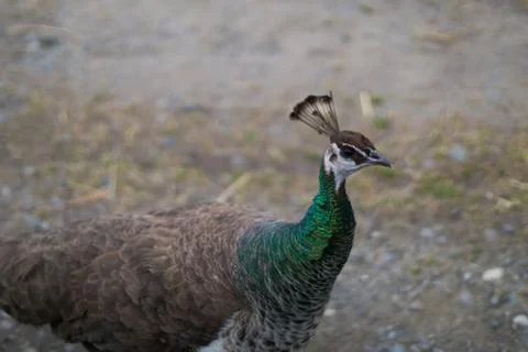 Portrait of peacock Stock Photos